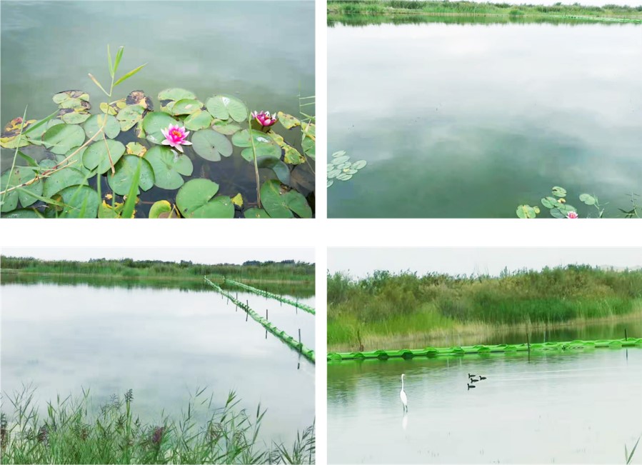 庫布其大道圖湖治理效果